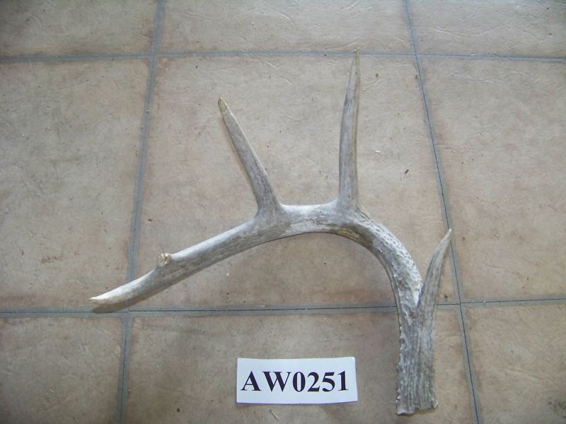 Whitetail Deer Antler knife handle crafts & arts AW0251  