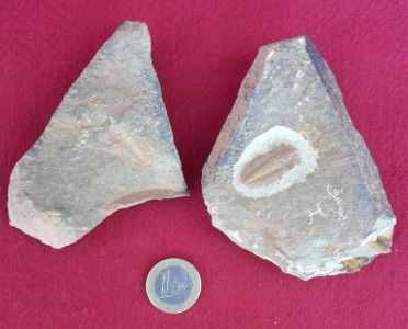 POS/NEG PROTOLENUS FOSSIL TRILOBITE. ALL NATURAL. MOROCCO.  