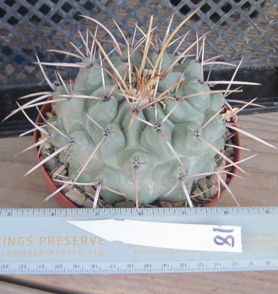 Thelocactus rinconensis Large Blue Tubercle Cactus 18  