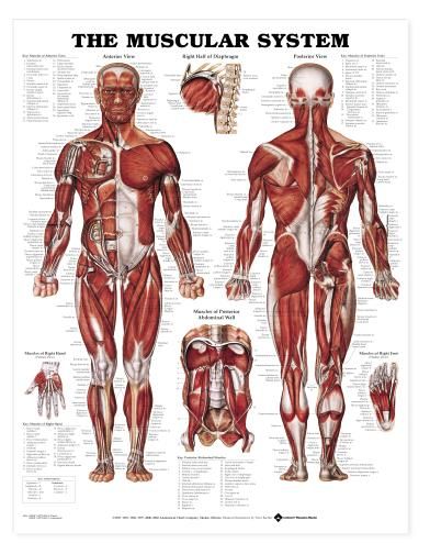 Giant Muscular System Chart, Muscles Charts Anatomical  