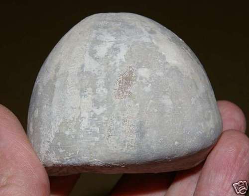 Echinocorys scutata. Large Fossil echinoid and coral  