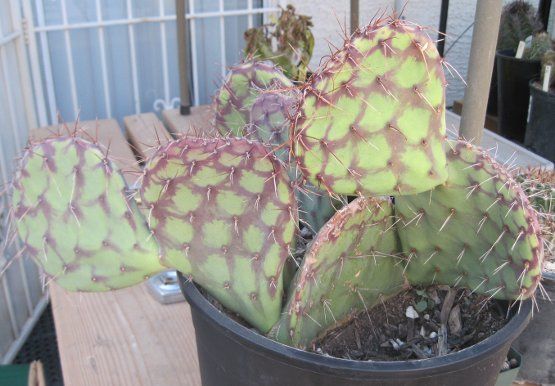 Opuntia stenopetala Purple Rings in Winter Prickly Pear Cactus  