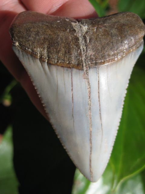   QUALITY GREAT WHITE SHARK TOOTH FOSSIL Megalodon PERU South Americ