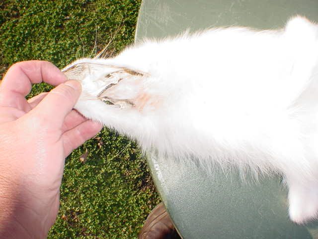 Arctic fox pelt tanned fur natural white northern color  