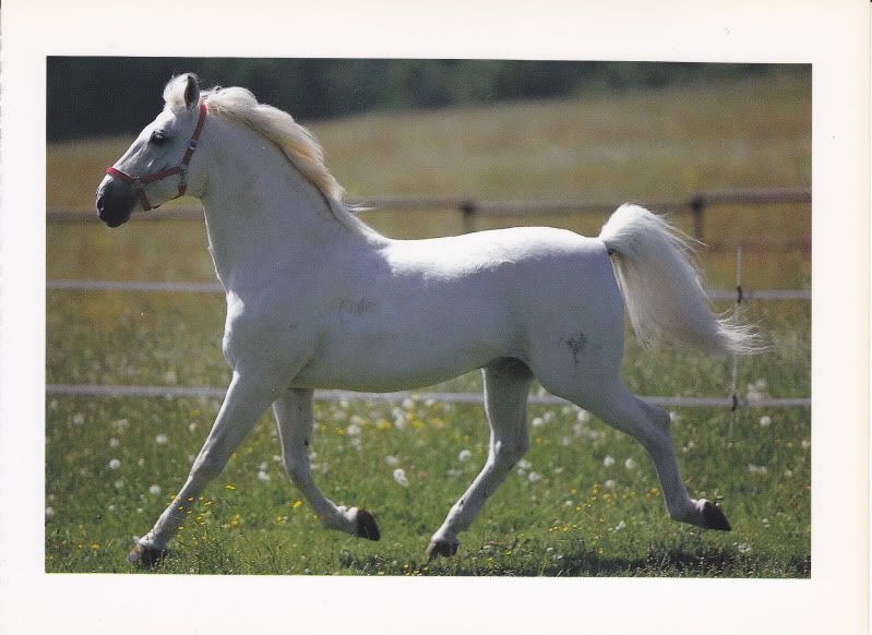 LIPIZZAN LIPIZZANER STALLION HORSE POSTCARD  