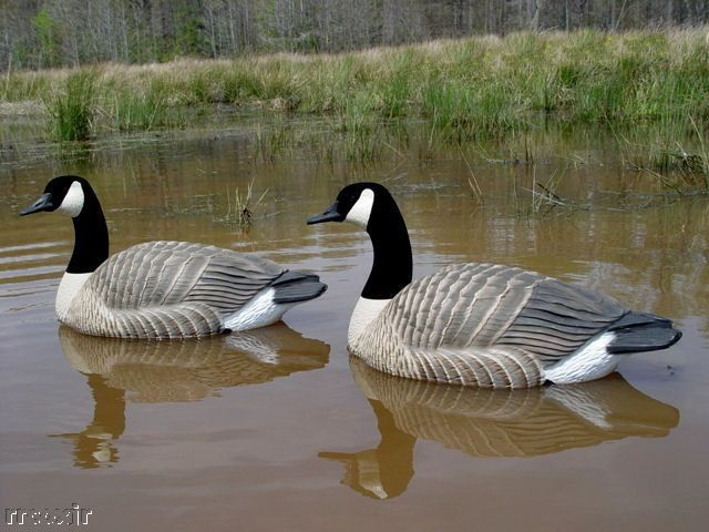   GREENHEAD GEAR PRO CANADA GOOSE FLOATER DECOYS 700905710850  