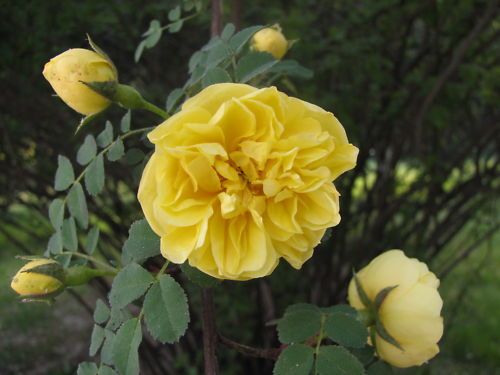 Yellow Manchu Rose (Canary Bird), Rosa xanthina, Seeds  