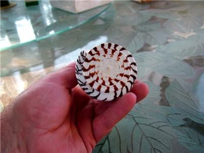 Spider Shell SEA SHELL for Jewelry Decor  