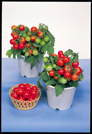 Tomato Red Robin Seeds  