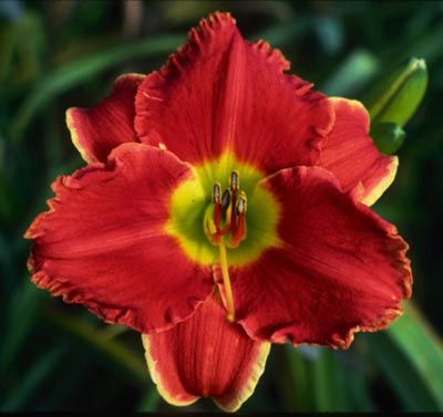 SAN ANTONIO FIRECRACKER DF B13C Hansen, D 03 DAYLILY  