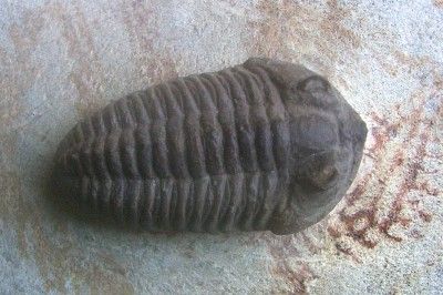 CALYMENELLA FOSSIL TRILOBITE HUGE MORTALITY SLAB.EXCEL  