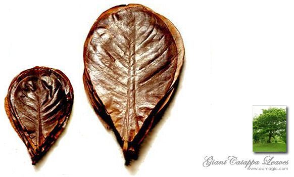 60 Catappa Ketapang Indian Almond Leaf for Fish Tank  