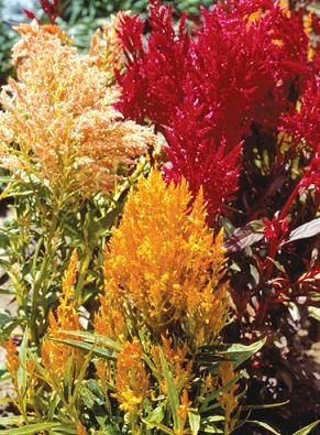 Only Heirlooms Celosia Cockscomb Plumosa Mix 200 Seeds Garden Flowers