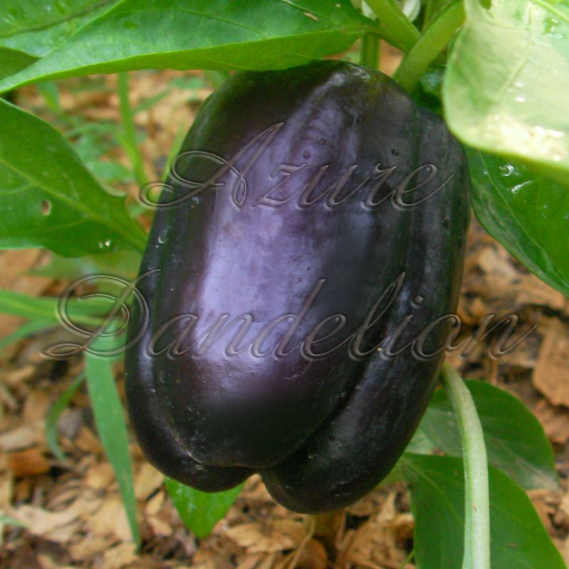 Heirloom Seeds Purple Passion Collection Variety Pack 5 Varieties