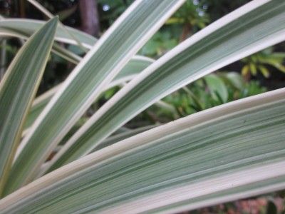 RARE  FULL SIZE VARIEGATED AGAPANTHUS LILY Must See 4 Clivia, Crinum 