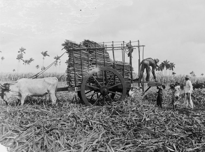 early 1900s photo Cuba, loading sugar cane  