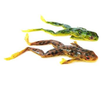   LEOPARD FROGS REALISTIC FROG LURE FLOATER BASS PIKE WALLEYE  